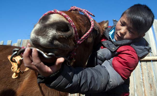 Odds Against: Risky Course For Mongolia's Child Jockeys