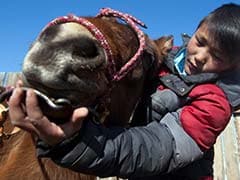 Odds Against: Risky Course For Mongolia's Child Jockeys