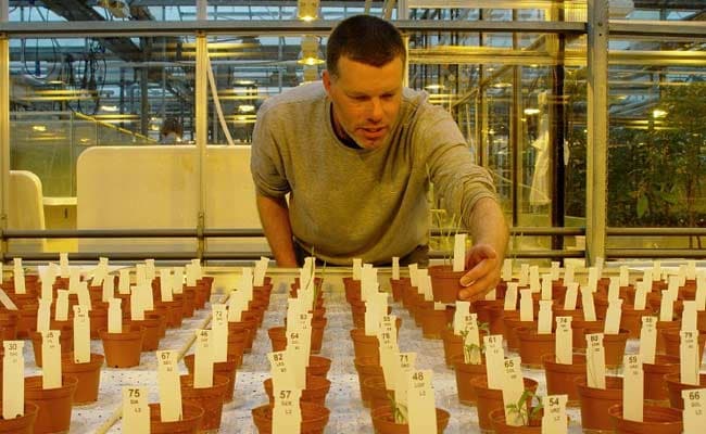 Out Of This World: 'Moon And Mars Veggies' Grow In Dutch Greenhouse