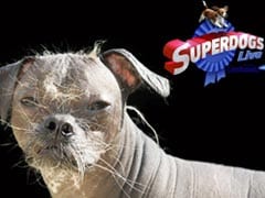 'World's Ugliest Dog' Wins Hero Award In UK
