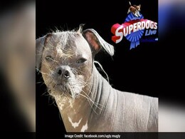 'World's Ugliest Dog' Wins Hero Award In UK 'World's Ugliest Dog' Wins Hero Award In UK