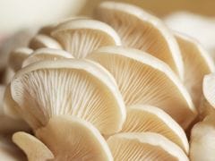 Oyster Mushrooms: The Potassium Booster You Should Add to Your Diet