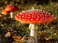Can Magic Mushrooms Dampen Depression?