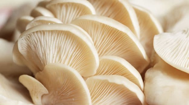Bildergebnis für oyster mushroom