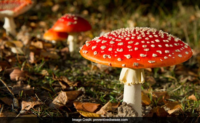 Can Magic Mushrooms Dampen Depression?