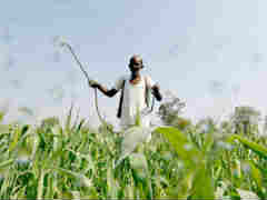 Cut Usage Of Chemical Fertilsers, Pesticides, PM Modi Tells Farmers