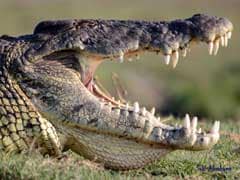 Man-Eating Nile Crocodiles Found In Florida