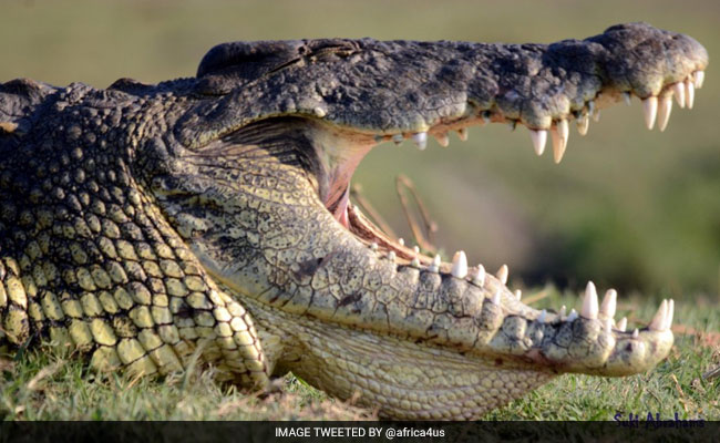 In Odisha Village, Children Brave Crocodiles Threat To Reach School