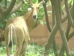 Nilgai Caught After 2-Hour Chase Near Delhi's Most Powerful Office