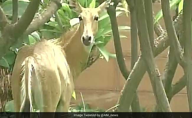 Nilgai Caught After 2-Hour Chase Near Delhi's Most Powerful Office