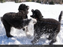 Barack Obama's Dog Bites White House Guest In The Face: Report Barack Obama's Dog Bites White House Guest In The Face: Report