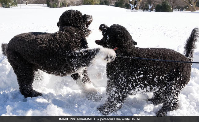 Barack Obama's Dog Bites White House Guest In The Face: Report