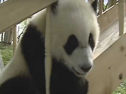 Nothing To See Here, Just 5 Videos Of Pandas Being Totally Adorable Nothing To See Here, Just 5 Videos Of Pandas Being Totally Adorable