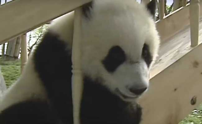 Nothing To See Here, Just 5 Videos Of Pandas Being Totally Adorable