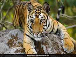 Decomposed Carcass Of Tigress Found In Pench Reserve In Maharashtra Decomposed Carcass Of Tigress Found In Pench Reserve In Maharashtra