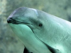 Mexico Scrambles To Save World's Smallest Porpoise