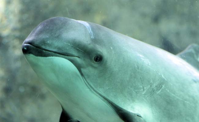 Mexico Scrambles To Save World's Smallest Porpoise
