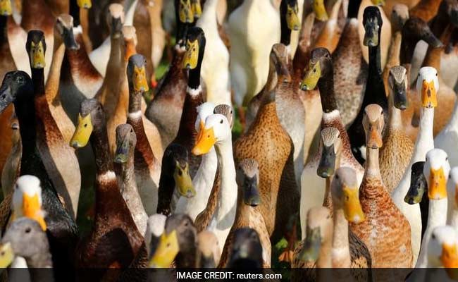 Quack Squad Hunts Snails In Chemical-Free South African
