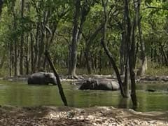 Water Tankers To Feed Waterholes In Uttarakhand National Park