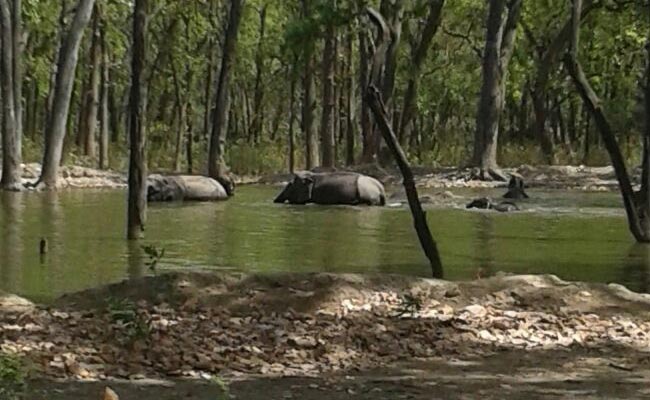 Water Tankers To Feed Waterholes In Uttarakhand National Park