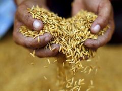 Extreme Weather Increasing Level of Toxins in Food, Scientists Warn Extreme Weather Increasing Level of Toxins in Food, Scientists Warn