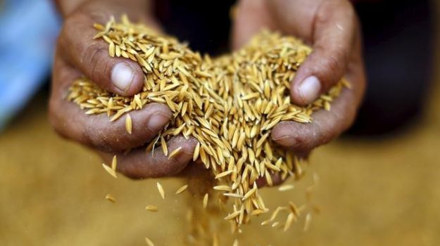 Extreme Weather Increasing Level of Toxins in Food, Scientists Warn