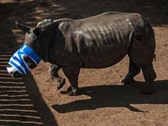 16 Operations For Rhino Attacked By Poachers, Now Has Screws In Skull