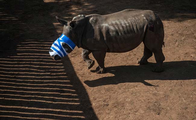 16 Operations For Rhino Attacked By Poachers, Now Has Screws In Skull