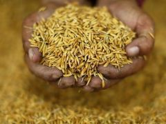 As Asia's Rice Crop Shrivels, Food Security Fears Resurface