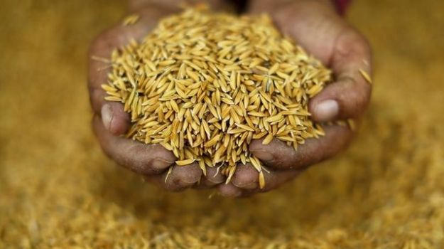 As Asia's Rice Crop Shrivels, Food Security Fears Resurface