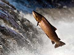 Salmon Sickness Detected In Farmed Canadian Fish