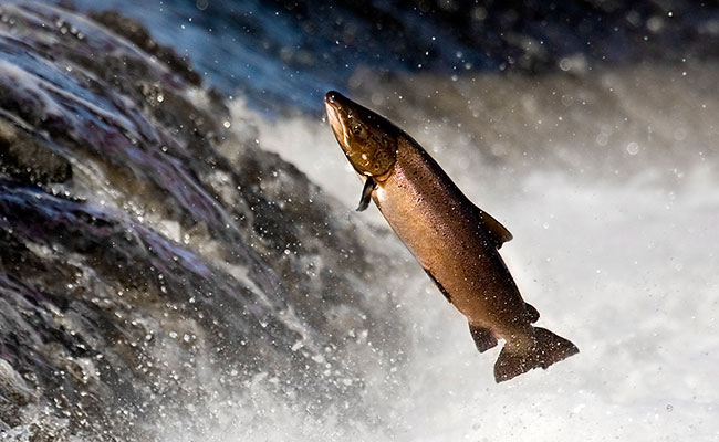 Salmon Sickness Detected In Farmed Canadian Fish