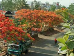 महाराष्ट्र : सातारा में 1 मई को मनाया जाएगा गुलमोहर-डे