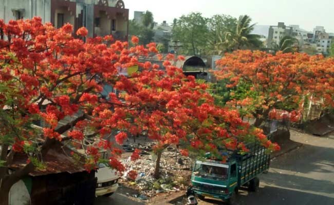 महाराष्ट्र : सातारा में 1 मई को मनाया जाएगा गुलमोहर-डे महाराष्ट्र : सातारा में 1 मई को मनाया जाएगा गुलमोहर-डे