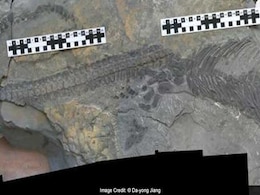 This Bizarre Sea Monster Shows How Strange Life Gets After An Apocalypse This Bizarre Sea Monster Shows How Strange Life Gets After An Apocalypse