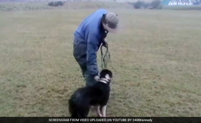 Sheepdog Sets New UK Record After Selling For 15,000 Pounds