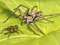 New Species Of Spider Named After Harry Potter Character
