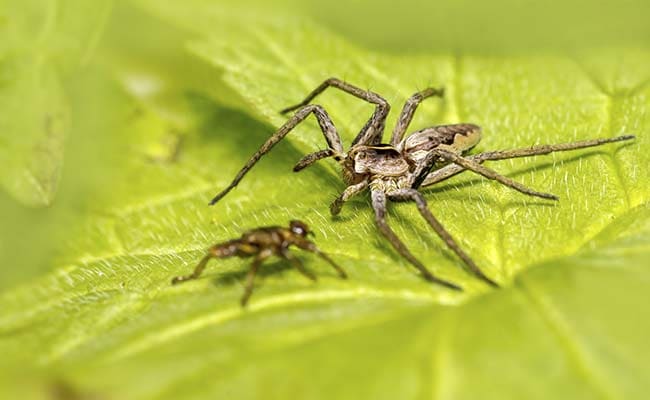 Lady Spiders Demand Gifts From Their Gentleman Callers - Or Else They Eat Them