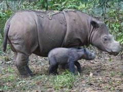 Rare Sumatran Rhino Born In Indonesia