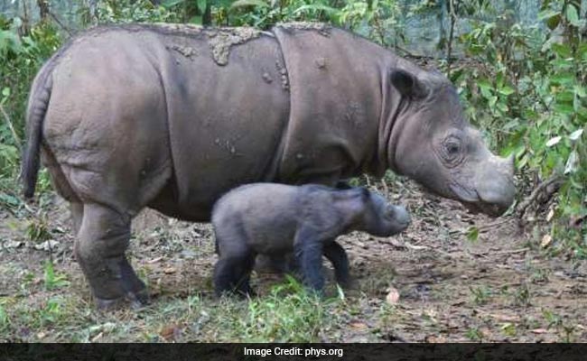 Rare Sumatran Rhino Born In Indonesia