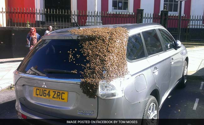 Bees Chase Car For Over 24 Hours To Rescue Their Queen