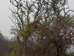 Incredible Video Shows Hungry Tiger Perched on Tree to Hunt Monkey