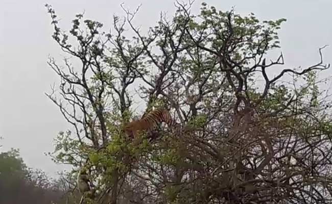 Incredible Video Shows Hungry Tiger Perched on Tree to Hunt Monkey