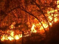 उत्तराखंड के जंगलों में आग : क्या यह आग लीसा माफियाओं ने लगवाई थी?