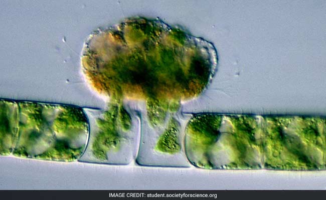 Tiny Vampires That Lived 740 Million Years Ago