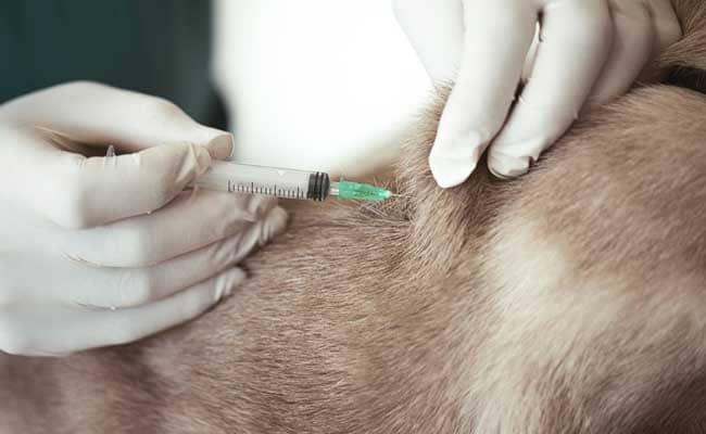 Rajasthan To Appoint 300 Veterinary Doctors On Temporary Basis