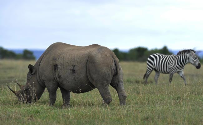Drought Stricken Zimbabwe Selling Off Wild Animals to 