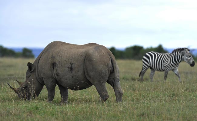 Severe Drought Forces Zimbabwe To Sell Off Wildlife