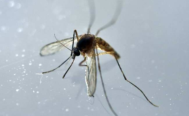 US Closer To Using Genetically Modified Mosquitoes That Could Fight Zika