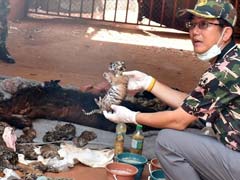 थाईलैंड के प्रसिद्ध टाइगर टेंपल में रखे फ्रीजर से मिले 40 मृत शावक